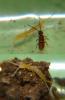 Campodeinae inconnu